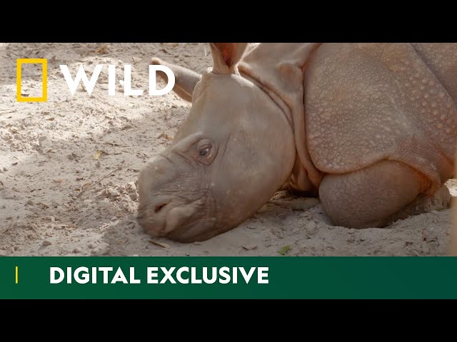 Baby Rhino Gets A Checkup | Secrets Of The Zoo: Tampa | National Geographic WILD UK