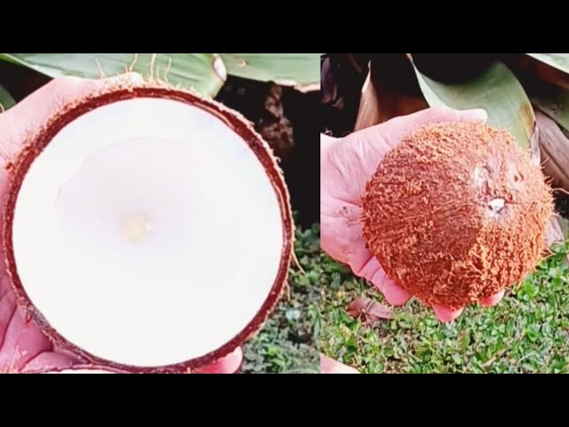 MEATYLICIOUS COCONUT🥥 #reversed #asmr #trending #satisfying #plant