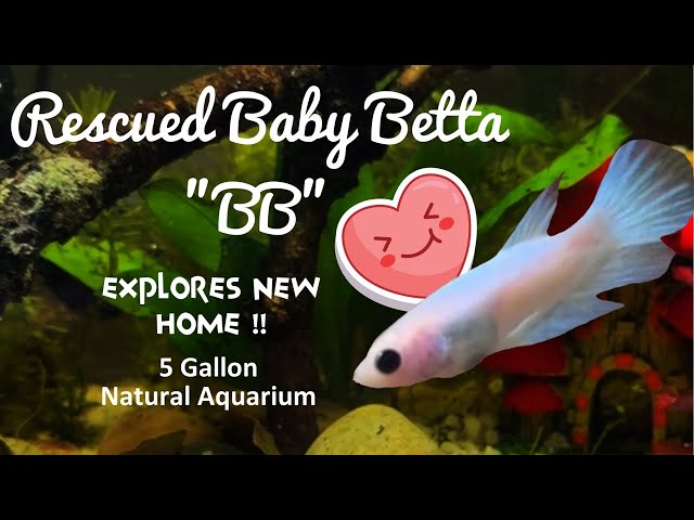 Baby Betta Fish Explores New Tank | Relaxing Aquarium Ambience | No Music | Water Filter Sounds