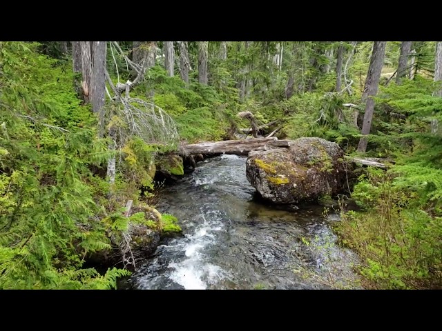 Beautiful Babbling Brook in the rainforests of Vancouver Island Forbidden Plateau