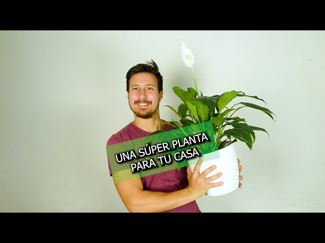 ESPATIFILIO: RECOMENDADA POR LA NASA | Plantas purificadoras | Jardineria | Plantas de interior |