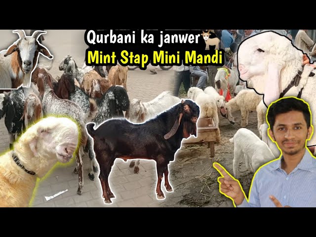 Lahore Bakra Mandi Pakistan Mint Daroghewala Latest Prices Update | Bakra Mandi Pakistan