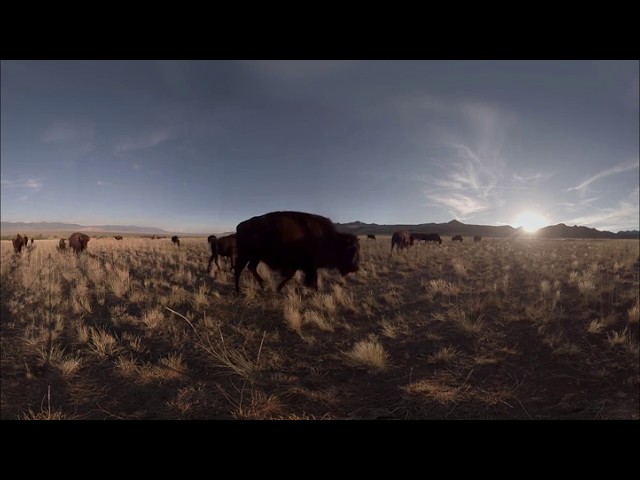 NYT American Bison