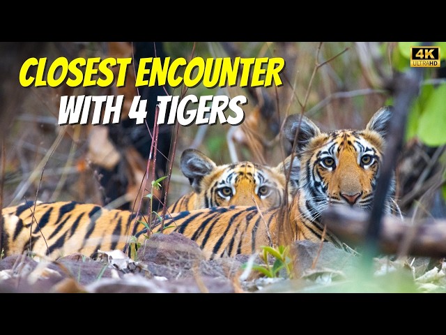 Tiger Cubs Sighting in Kheoni Wildlife Sanctuary Dewas - P1 | Jungle Safari | 4k