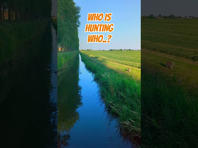 WHO IS HUNTING WHO??? #nature #hiking #netherlands #scenery #asmr #animals #cats #ducks #wildlife