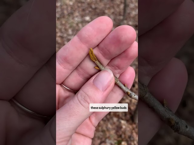 Ever wonder how to identify trees without leaves