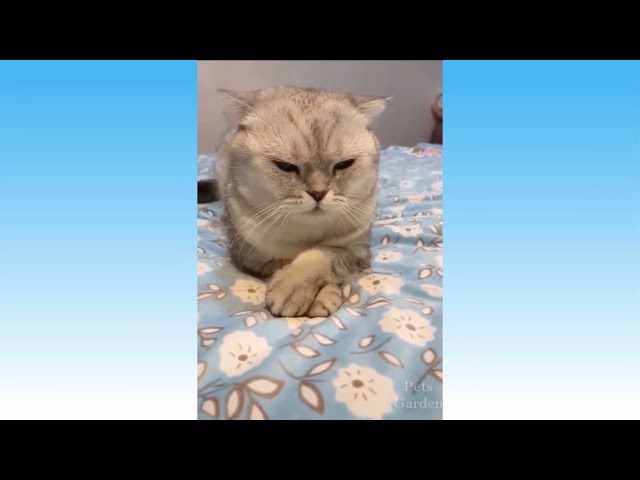 Funny Adorable Cats, Awesome Funny Cats Video compilation #viral cat videos.