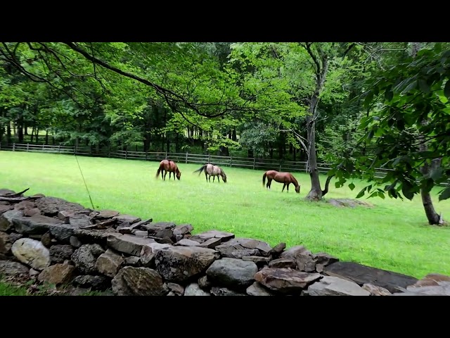 Horse enjoying grass