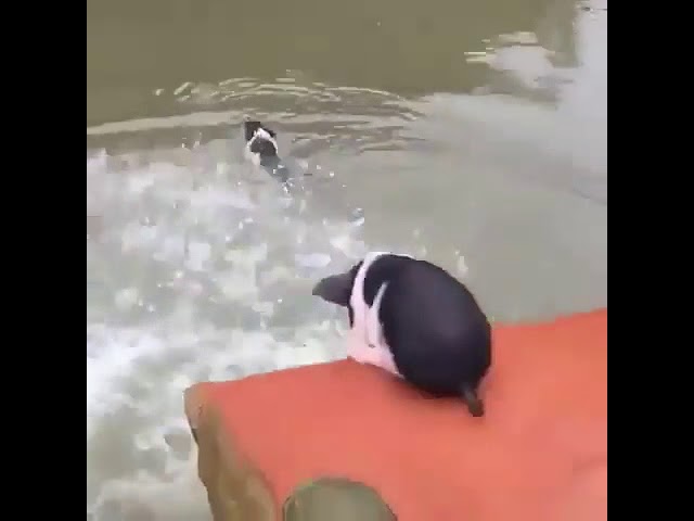 Pig swimming🙂Every posture is beautiful
_
Via @animalvideosco