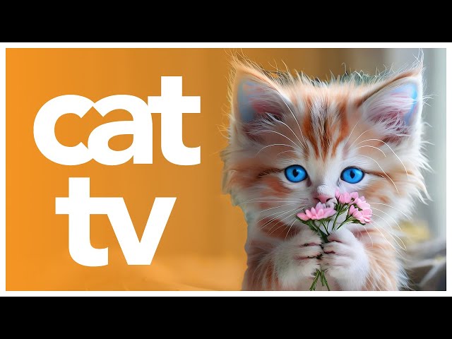 Cat TV - Outdoor Variety Video for Cats to Watch | Underwater Video and Bird Watching Petflix Video