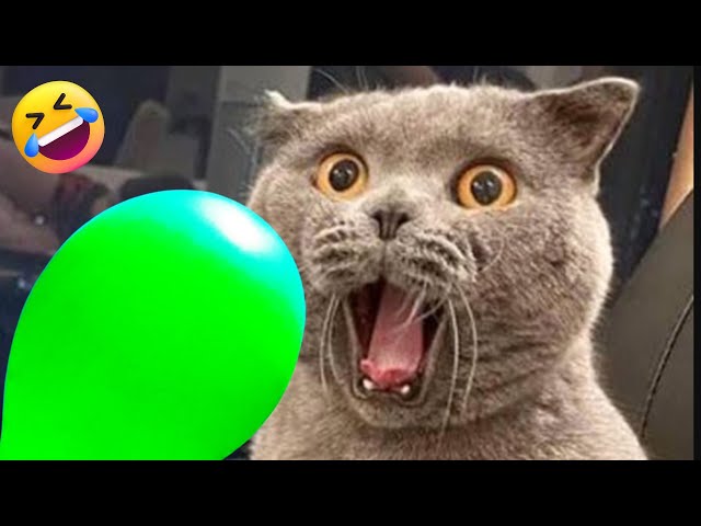 Funniest Cats And Dogs  Best Funny Animal Videos 🤣😂#7