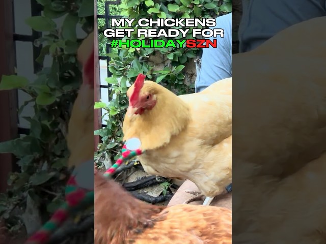 A HOLIDAY CHICKEN FASHION SHOW 🤣🎄