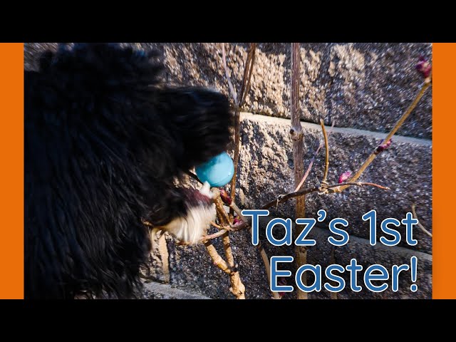 Puppy Easter Egg Hunt