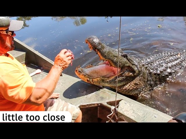 13' Alligator in our boat!!