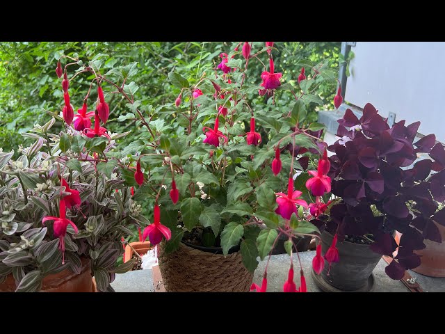 Sardunyalar,küpeliler,petunyaların son halleri balkonda neler büyüyor neler⁉️#plants#garden#vlog