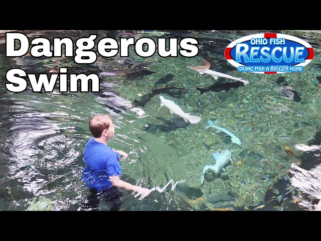 Swimming with Huge Fish in a 58,000 gallon predator pond