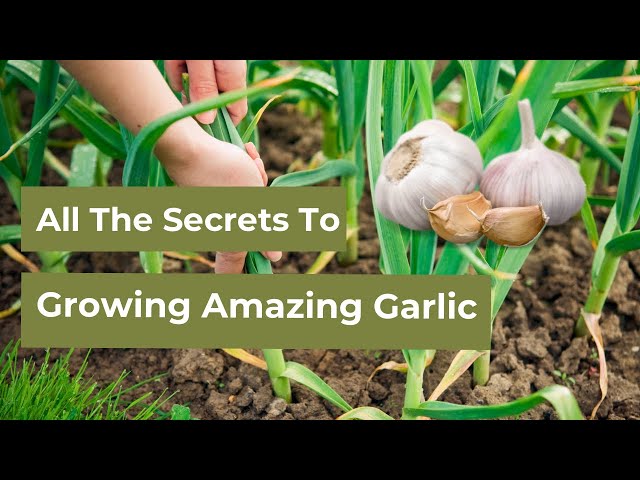 You’ll Never Need to Buy Garlic Again– Tips for Growing Excellent Garlic 🧄