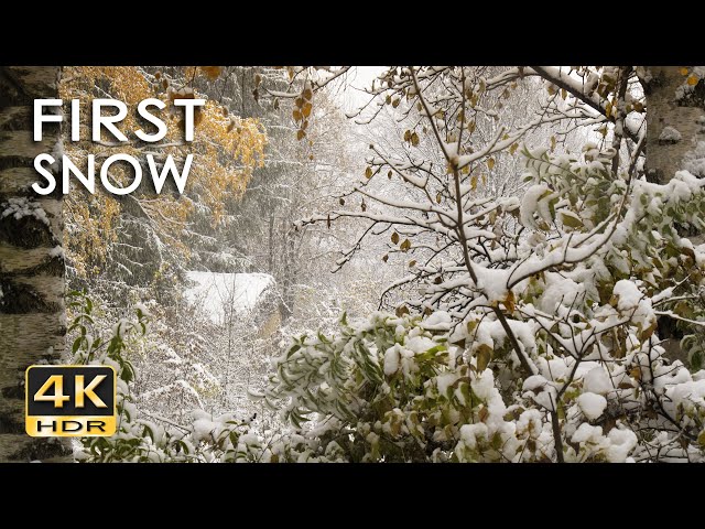 4K HDR First Snow - Peaceful Snowing - Relaxing Snowy Winter Video - Forest Snowfall - Sleep/ Relax