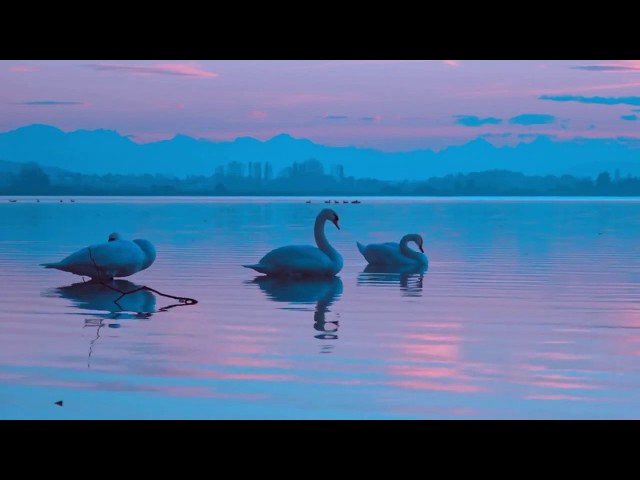 Tibetan Singing Bowl Meditation with Natural Sounds of Rain and Birds