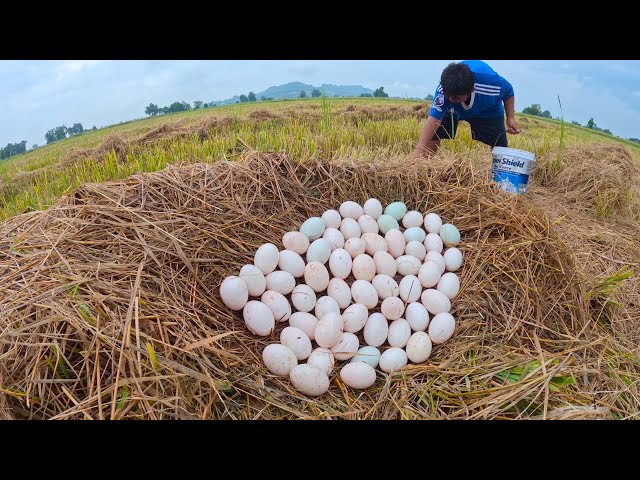 Top amazing - pick a lot of duck eggs on the straw at field by hand a smart farmer