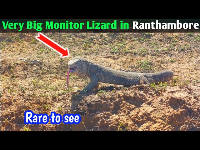 Big Monitor Lizard in Ranthambore National Park I Monitor Lizard at Ranthambore Tiger Reserve