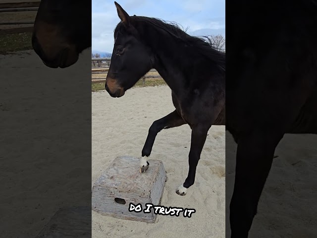 ➡️ Can I Trust This Pedestal? Hmm… Better Test It!🤔🐎#horse #horsetraining #horselover #RachelJessop