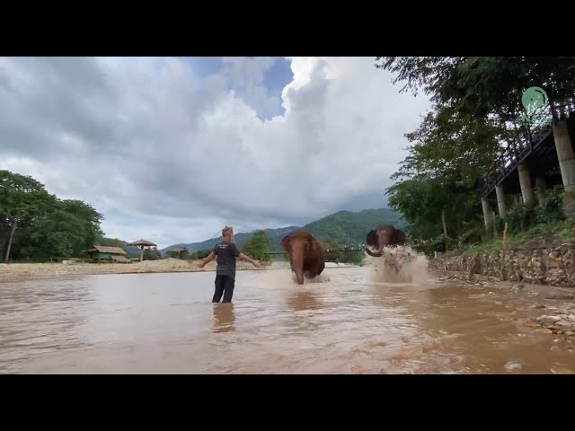 Heartwarming Welcome Home: Darrick Reunites with the KhamLa Herd! - ElephantNews