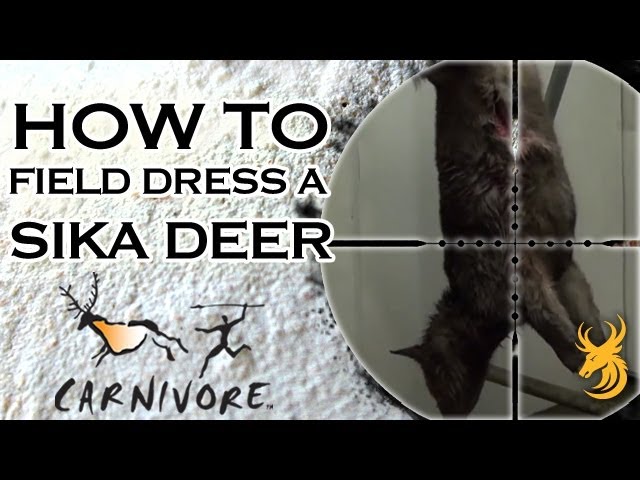 How to Field Dress & Inspect the Carcass of a Sika Deer