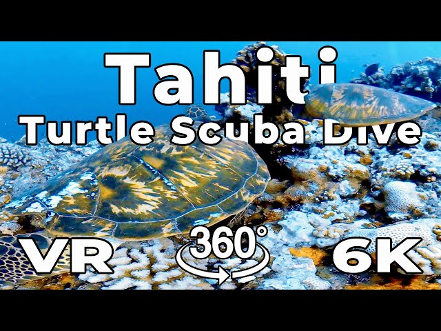 Tahiti in VR - Scuba Diving with Turtles in Virtual Reality 5.7k 360º