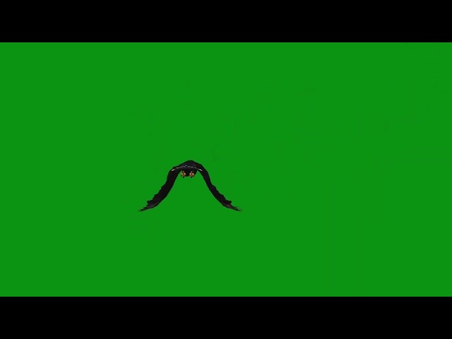 Green Screen Flying Eagle Bird Animation Video | No Copyright Video