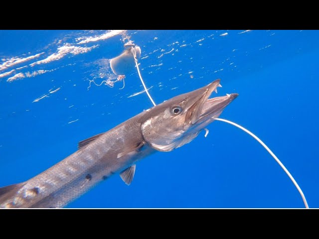 Spearfishing in The Rain - Barracudas | Island Fishing