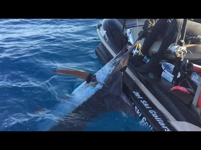 Jet Ski Blue Marlin Fishing, Big, Fast and Extremely Dangerous!