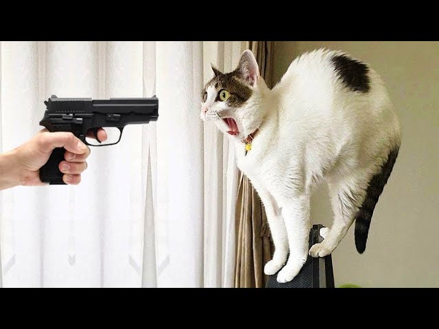 Funniest Animals 2024 🤣😅 New Funny Cats and Dogs Videos 😸🐶 Part 5