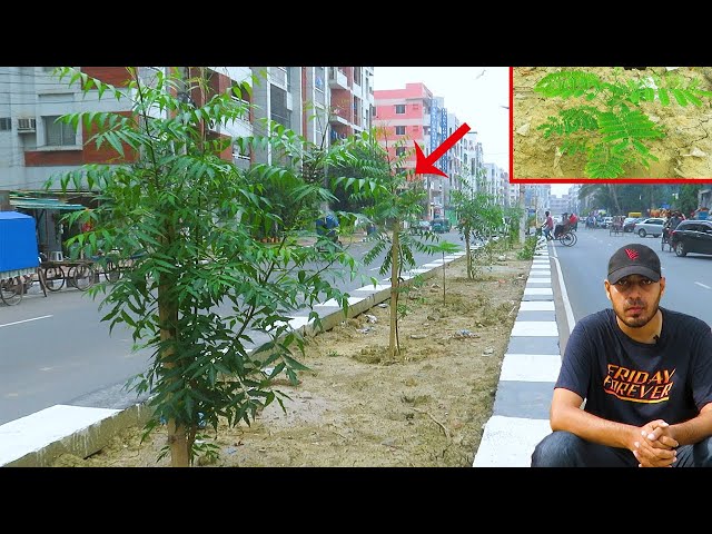 রাস্তার ডিভাইডার অংশে কিছু গাছ লাগালাম | Raid Vlogs