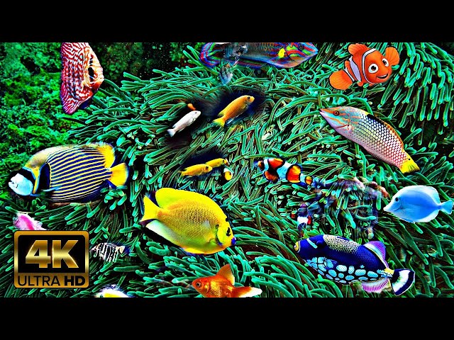 Reef Tank flow Fish Aquarium Reef Discus Clown Fishes | 4k aquarium