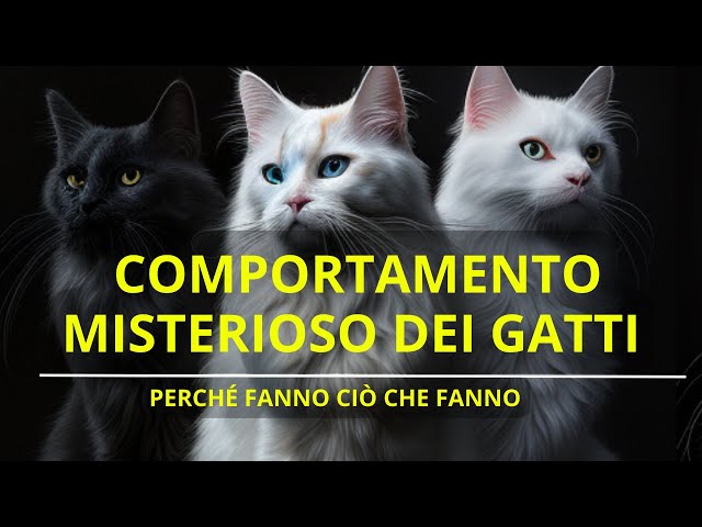 COMPORTAMENTO MISTERIOSO DEI GATTI : PERCHÉ FANNO CIO CHE FANNO - PETOPIA