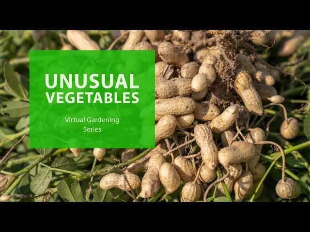 Virtual Gardening Series: Unusual Vegetables