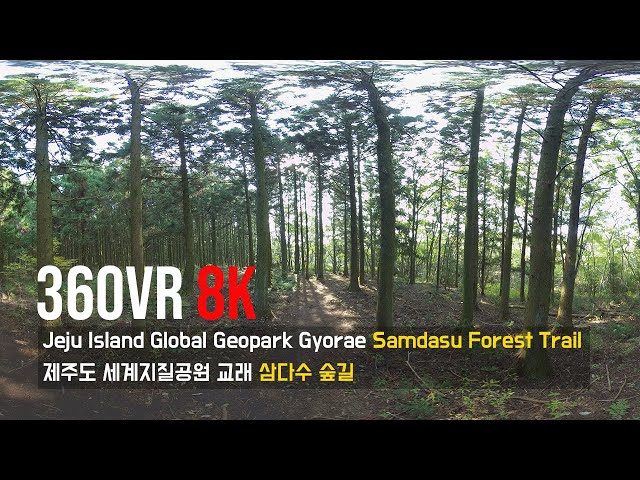 360VR [8K] Jeju Island Global Geopark Gyorae Samdasu Forest Trail, Korea (제주도 세계지질공원 교래 삼다수 숲길)