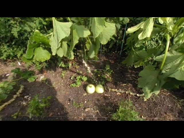 Virtual Reality Vegetable Garden Tour - week 12 Aug 1 2021