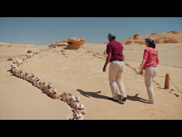 Whales ... in the desert? This ancient sea bed is known as 'The Valley of the Whales'