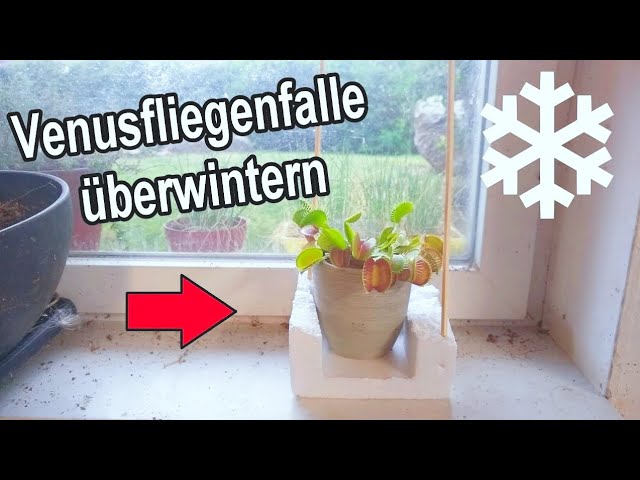 Fleischfressende Pflanze Venusfliegenfalle richtig überwintern – So wird’s gemacht!