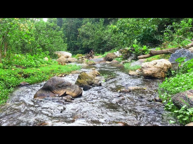 Song of Wild Birds, Dreamy Stone Stream, Charming Green Forest, Nature Sounds to Relieve Stress