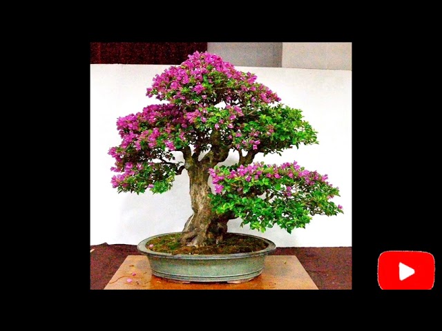 Bougainvillea Bonsai, All year round Collection|Jardenero Tv