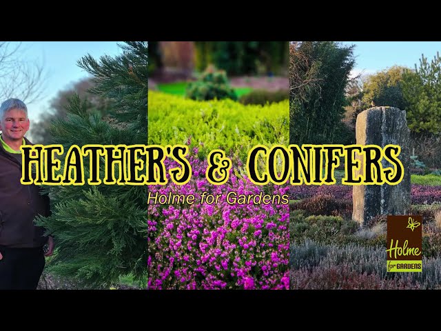 Exploring Heathers & Conifers at Holme for Gardens with Simon Goldsack