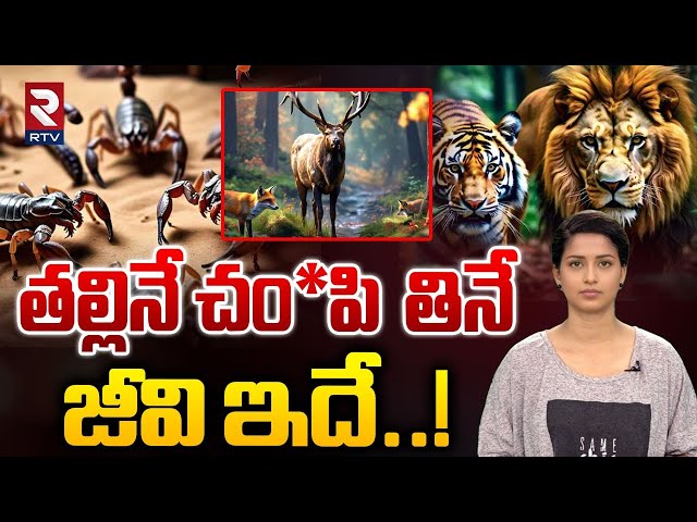 తల్లినే చం*పి  తినే జీవి ఇదే.. ! | scorpion| This is the creature that eats its mother.. ! | RTV