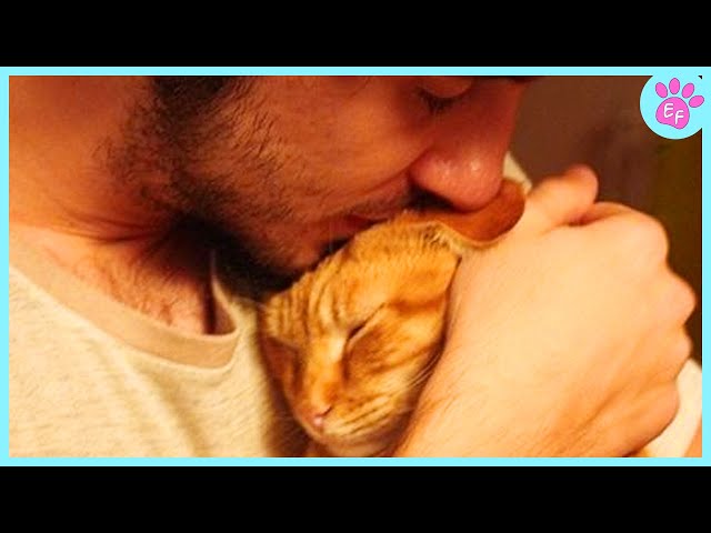 Unexpectedly Cute Moments with These Cats ❤️ Cat and Human Videos 2024