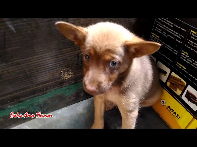 CUTE PUPPY CONFUSED WHEN SEE ME | REASON I LOVE DOGS