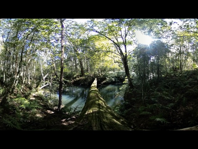 Amazing 360VR of Rainforest Environment - 360 Video [Royalty Free Stock Footage] $350