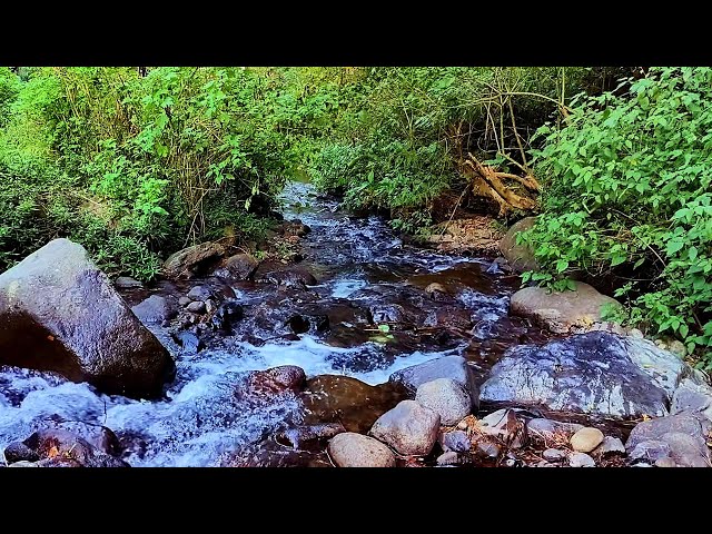 Water Sound Flowing Through Large Rocks/Birds Chirping on Green Tree Branches Magical Natural Sound