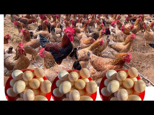 How to raise free-range chickens for meat and eggs.